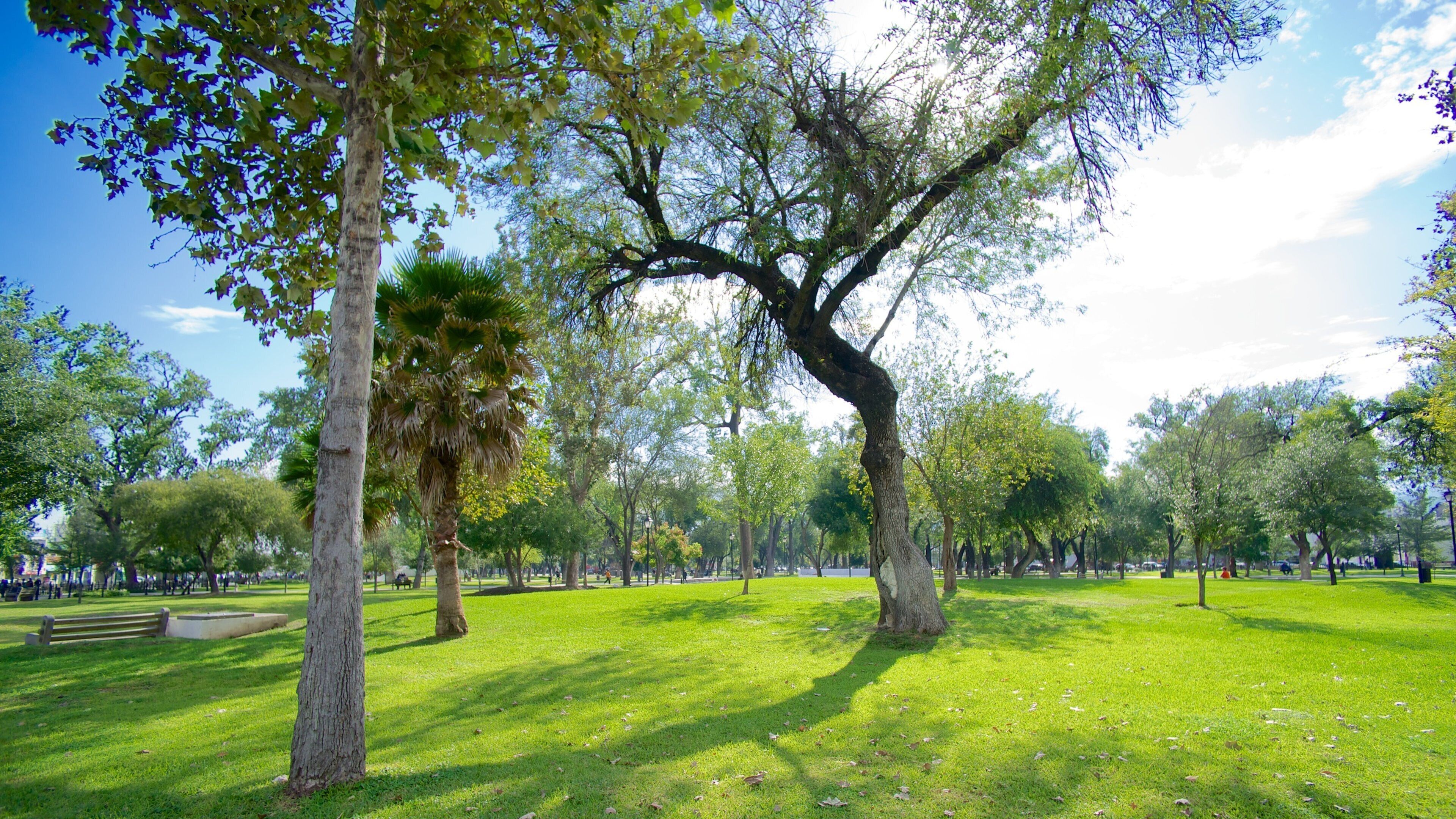 Alameda mostrando giardino