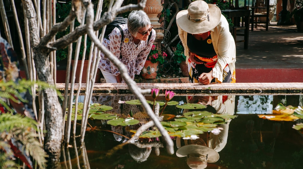 Puerto Vallarta Botanical Gardens featuring wildflowers and a pond as well as a couple