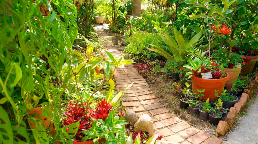 Puerto Vallarta Botanical Gardens featuring a garden