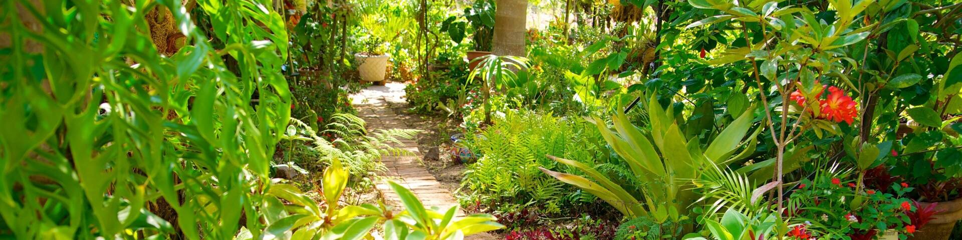 Puerto Vallarta Botanical Gardens which includes a garden