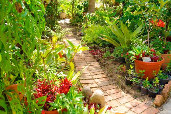 Puerto Vallarta Botanical Gardens which includes a garden