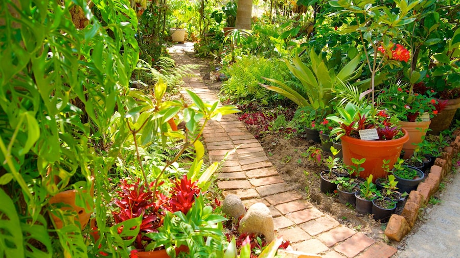 Puerto Vallarta Botanical Gardens showing a garden