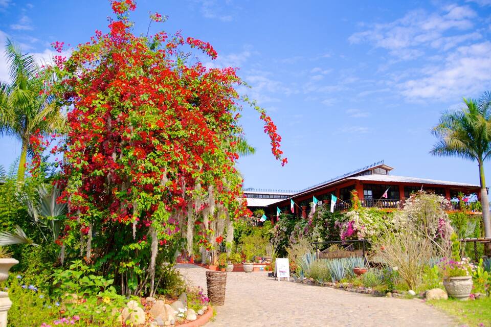 Un jardin où poussent différentes espèces de plantes et de fleurs, un bâtiment surmonté d’un toit rouge et un ciel d’un bleu limpide.