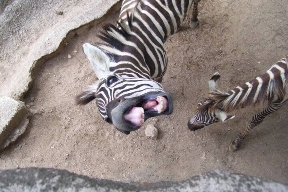 Zebras in a sandy enclosure with a rocky border.