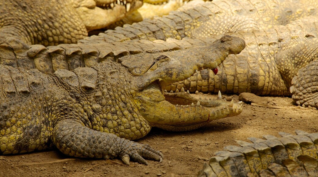 Crococun Zoo which includes dangerous animals and zoo animals