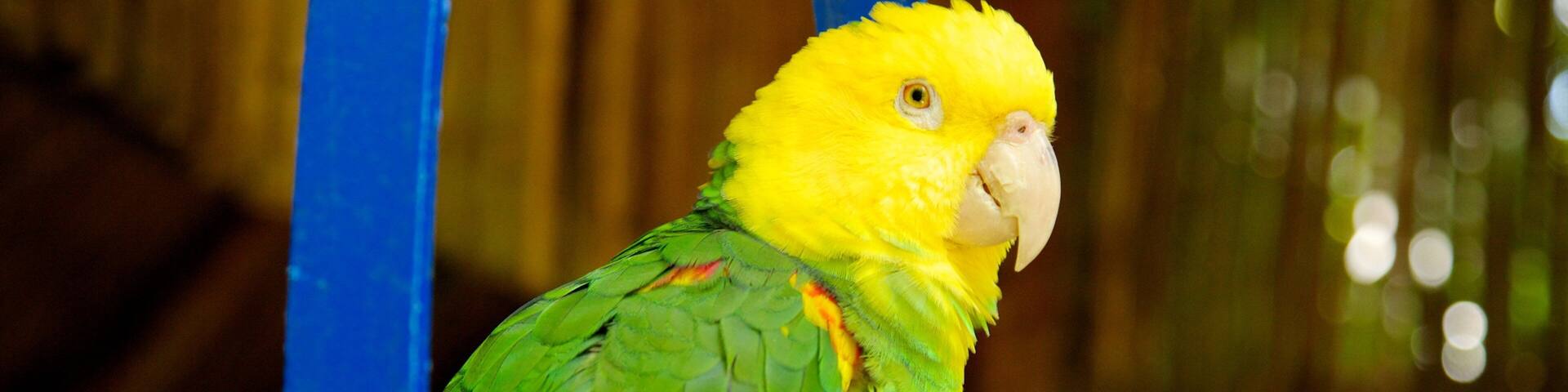 Crococun Zoo mettant en vedette animaux de zoo et vie des oiseaux