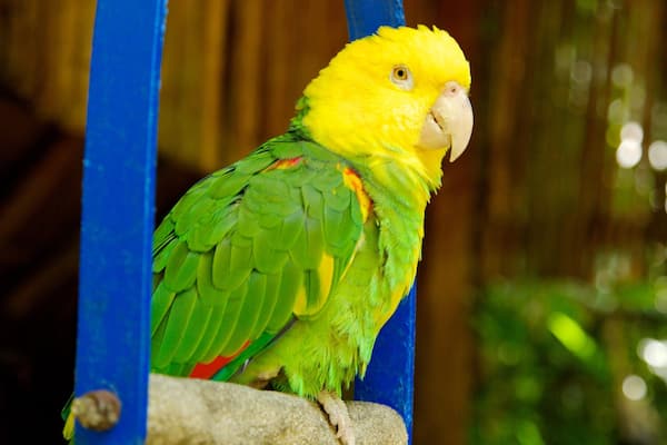 Crococunin eläintarha featuring eläintarhan eläimet ja linnusto