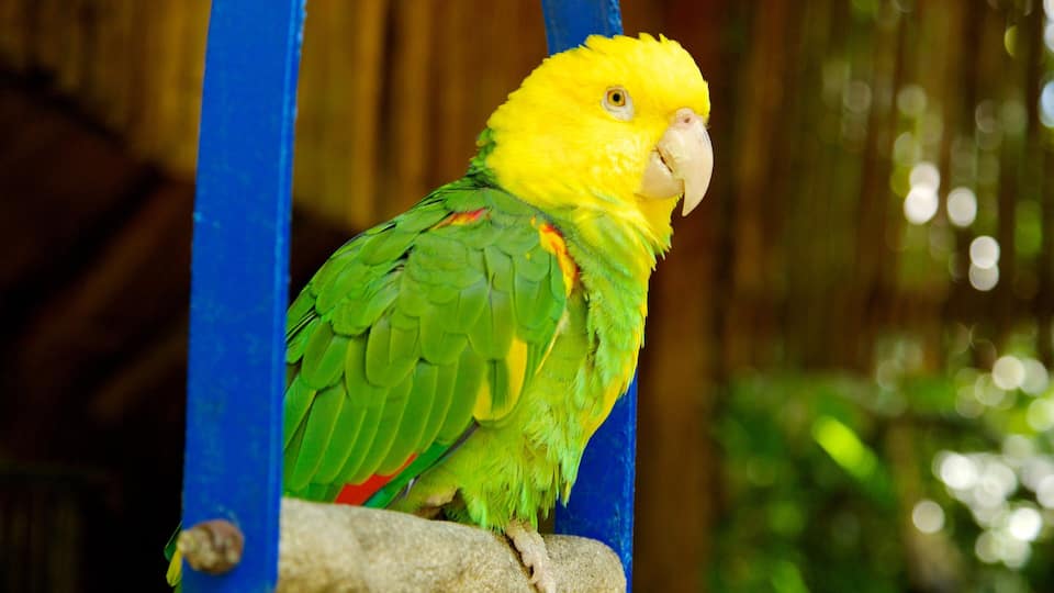 A yellow and green parrot perched on a blue structure.