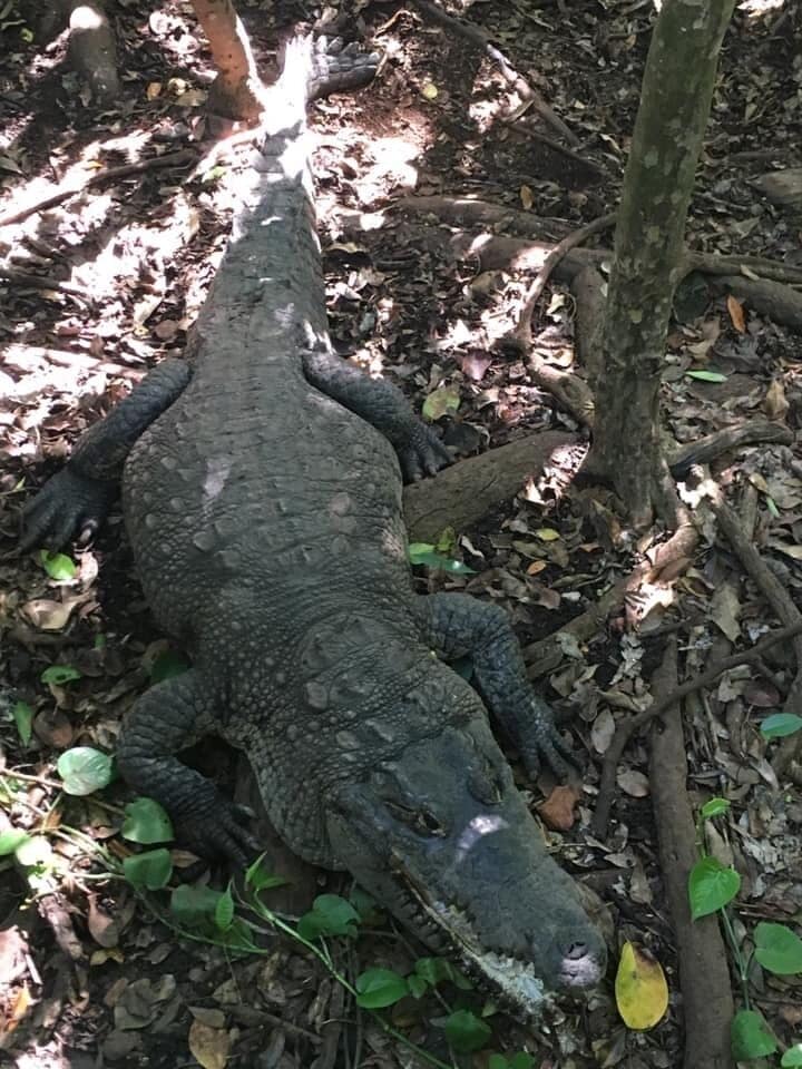Always my first stop whenever I’m in Mexico. So much more than a typical zoo. Most animals are rescues and seized animals that were illegally kept. Get up close and personal with snakes,crocs, and wild resident spider monkeys roaming freely through the tree tops. Such a magical place! Must visit for anyone in the area. Cost of admission is $32 and includes a very informative guided tour. 
#Mexico #Troveon #Adventure