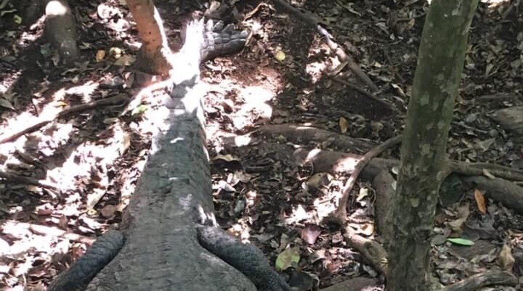 Always my first stop whenever I’m in Mexico. So much more than a typical zoo. Most animals are rescues and seized animals that were illegally kept. Get up close and personal with snakes,crocs, and wild resident spider monkeys roaming freely through the tree tops. Such a magical place! Must visit for anyone in the area. Cost of admission is $32 and includes a very informative guided tour.
#Mexico #Troveon #Adventure