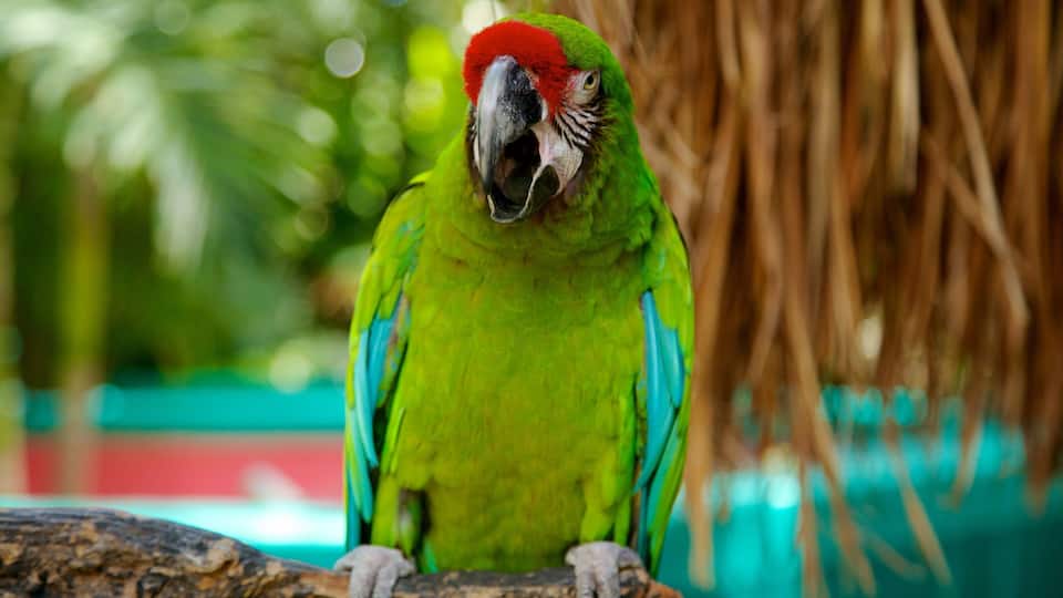 A green parrot with a red head perched on a branch.