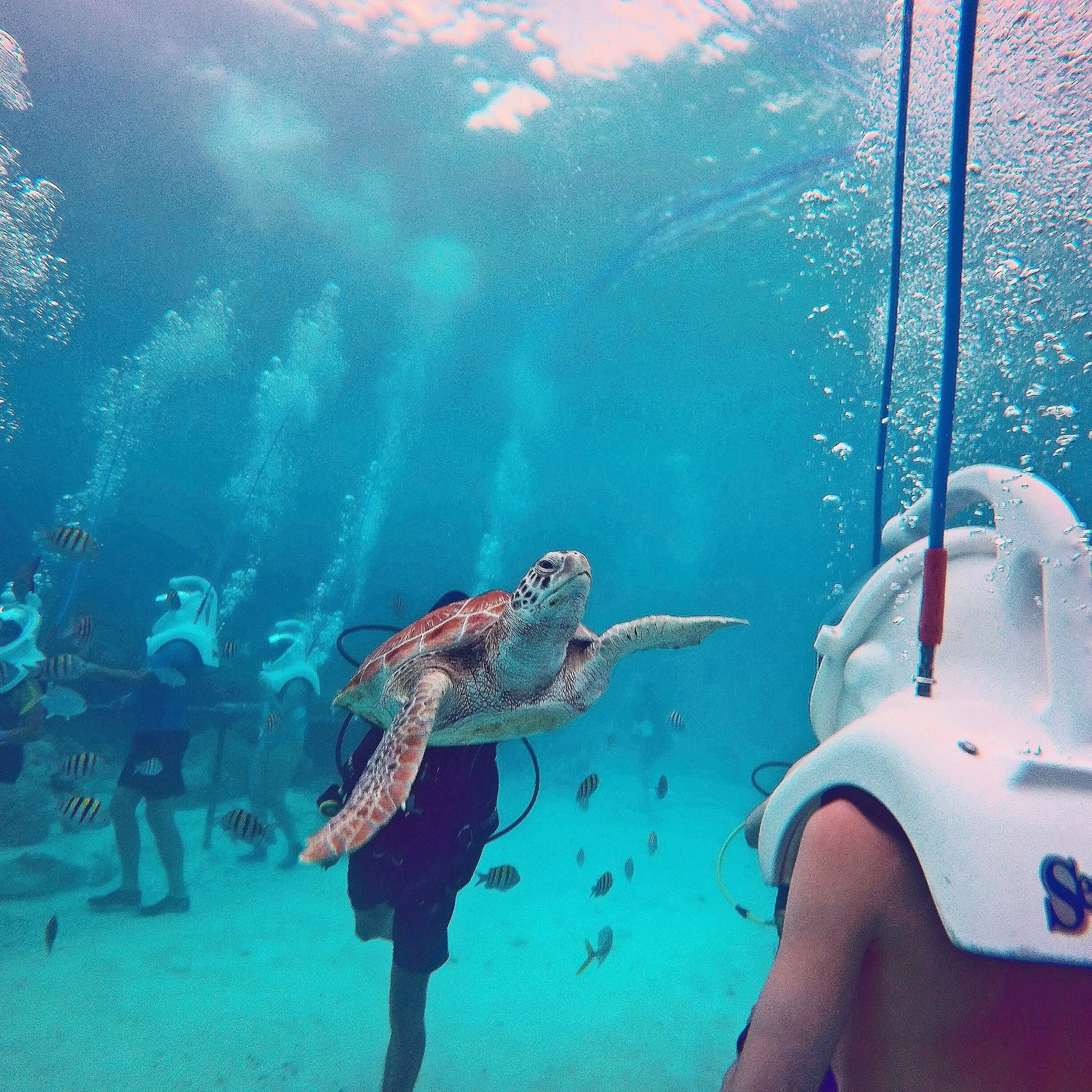 Happy #TurtleTuesday from @xcaretpark! 🐢 Such a great experience doing the Sea Trek with these guys swimming all around us! ☀️🐢🐠🐟😀
#GoPro #GoProAU #HERO4Session #xcaret 