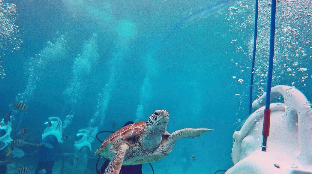 Happy #TurtleTuesday from @xcaretpark! 🐢 Such a great experience doing the Sea Trek with these guys swimming all around us! ☀️🐢🐠🐟😀
#GoPro #GoProAU #HERO4Session #xcaret