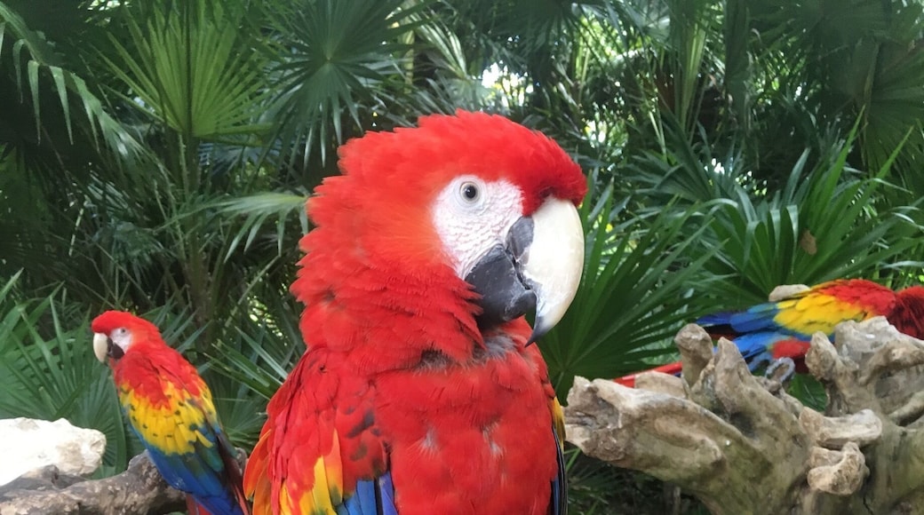 One of dozens of parrots in Xcaret park. #wildlife