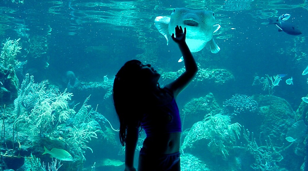 Xcaret Eco Theme Park which includes marine life and interior views as well as an individual child