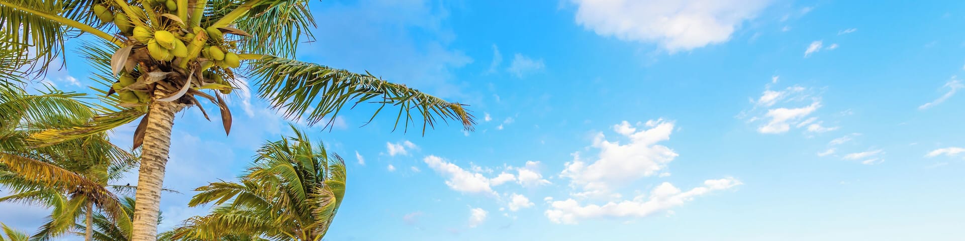 A beach with palm trees, a sandy shore, and boats in the water.