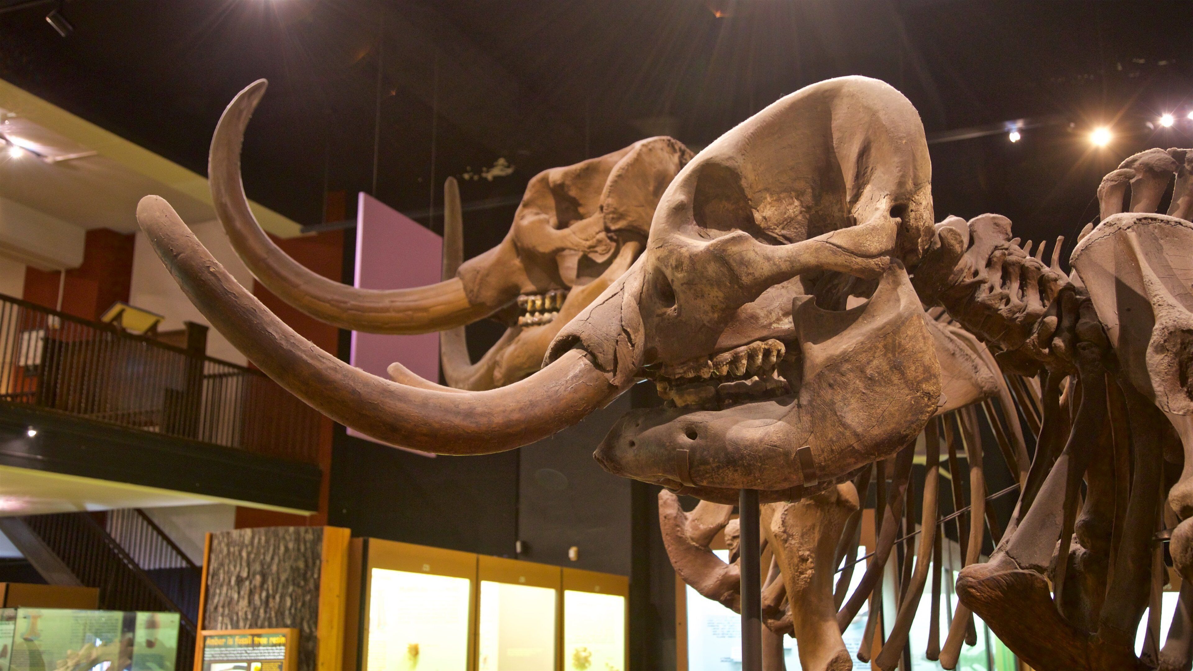 Tentoonstellingsmuseum voor natuurgeschiedenis bij de Universiteit van Michigan toont interieur