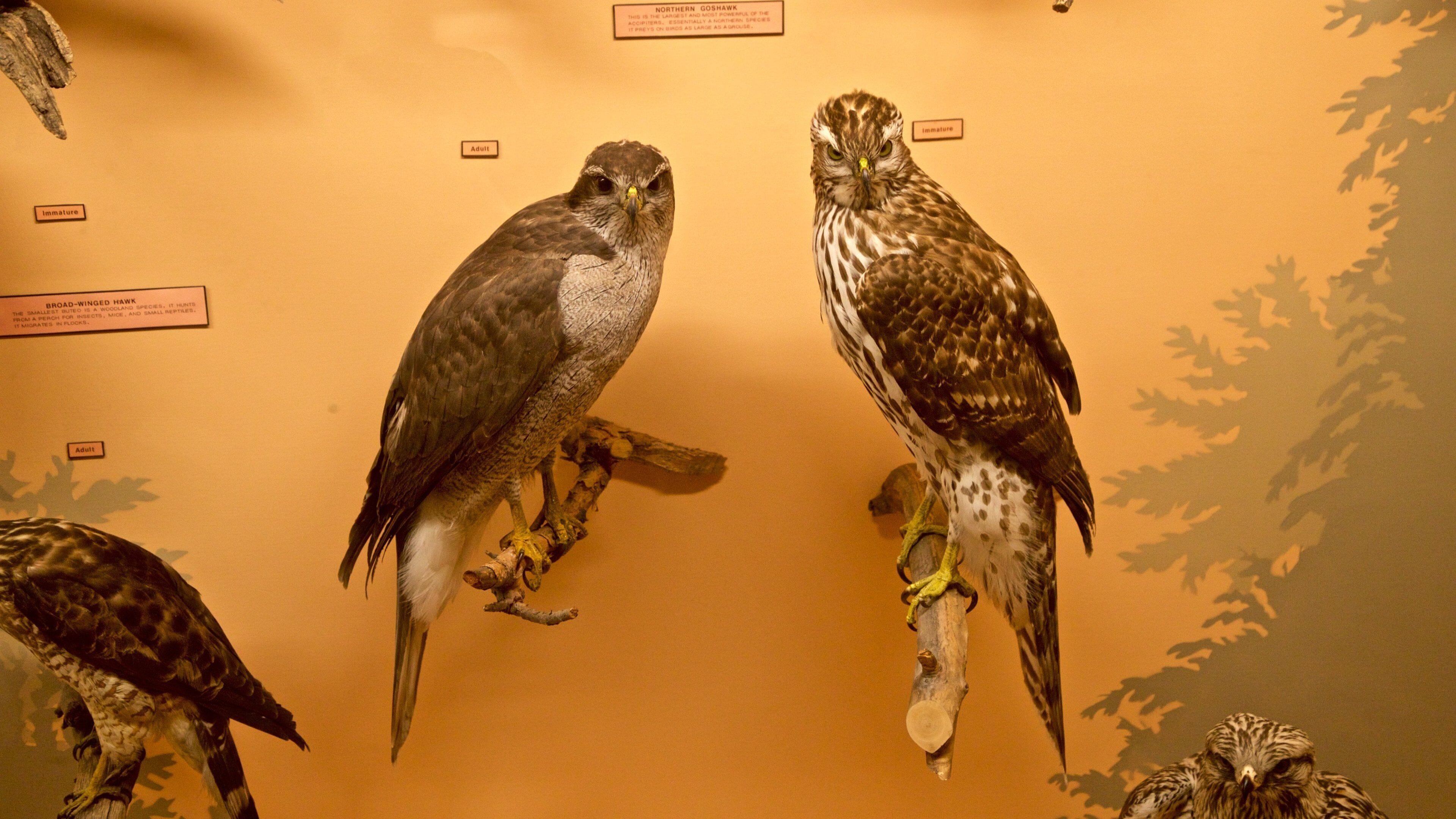 Exhibit Museum of Natural History at the University Of Michigan