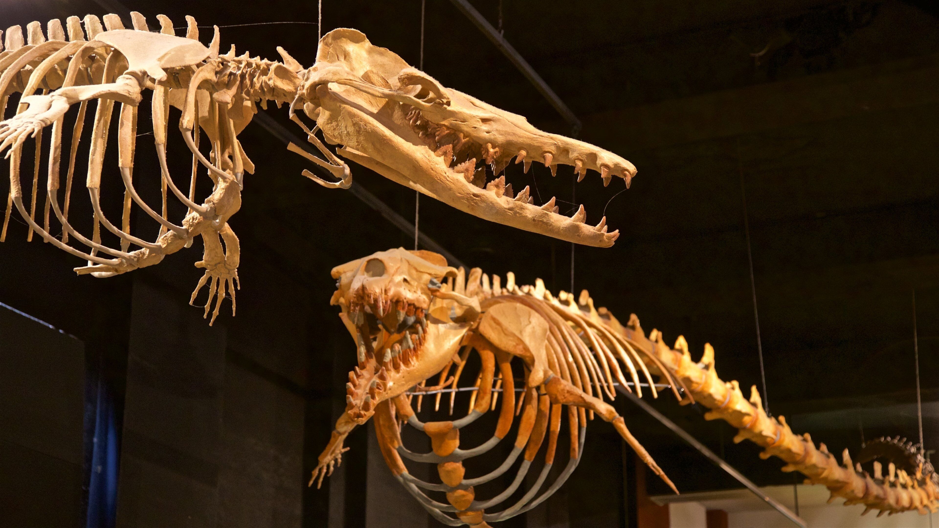 Exhibit Museum of Natural History at the University Of Michigan showing interior views