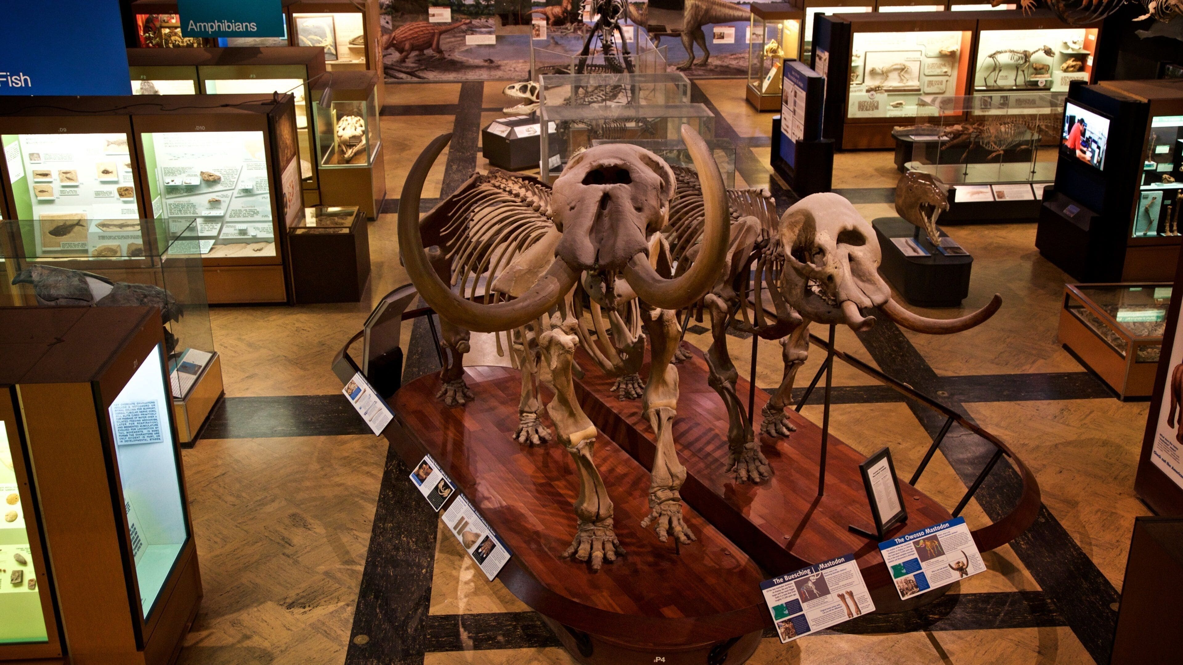 Uma exposição museológica com um crânio de mamute e presas montados.