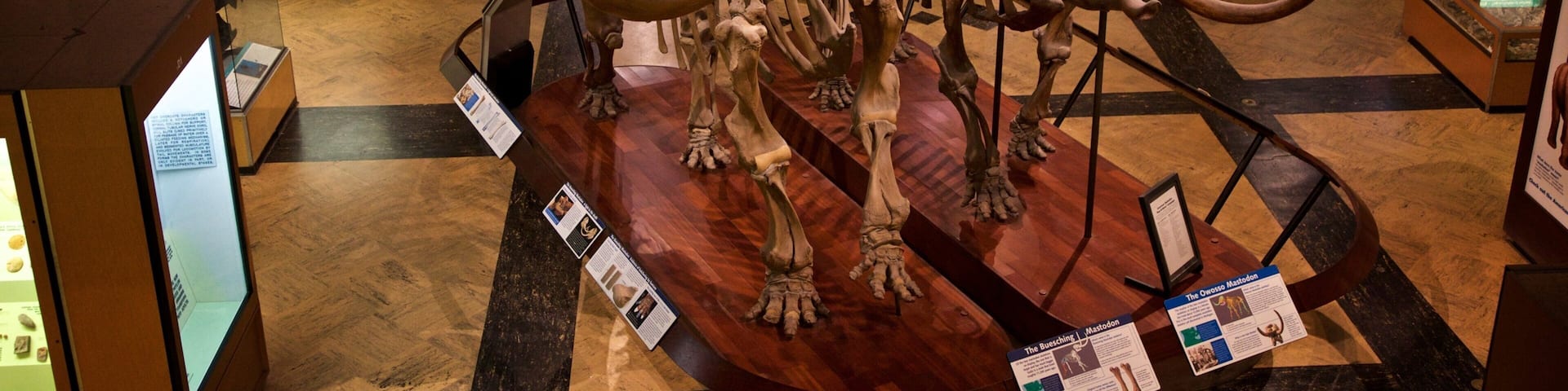 Una exhibición de museo con un cráneo de mamut montado y colmillos.