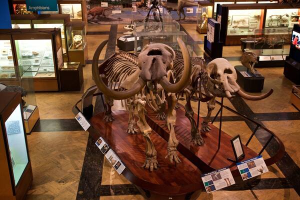 Uma exposição museológica com um crânio de mamute e presas montados.