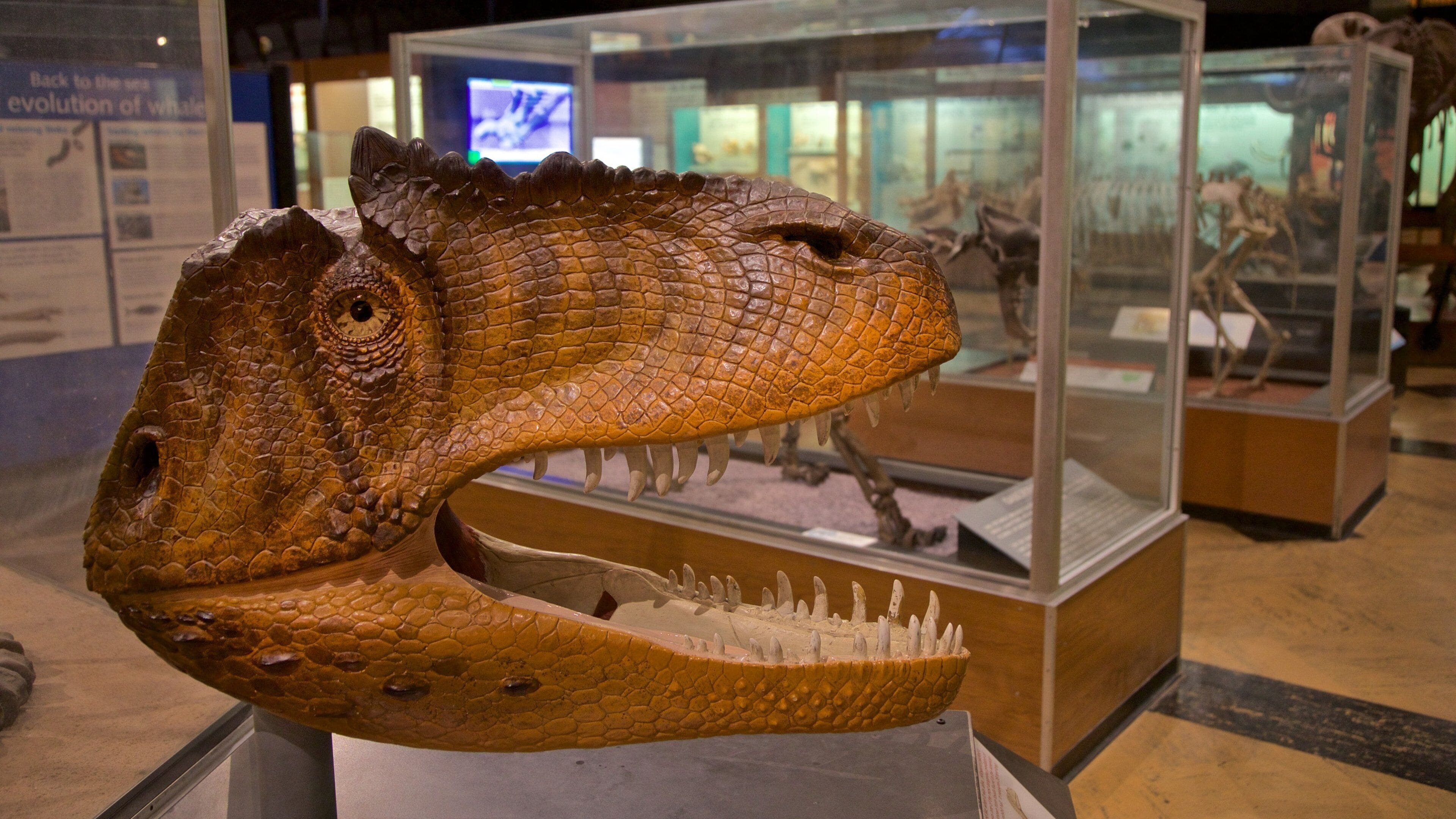 Exhibit Museum of Natural History at the University Of Michigan som omfatter interiør