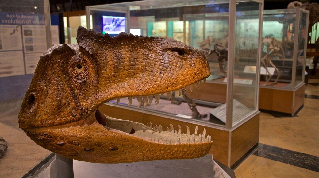 Exhibit Museum of Natural History at the University Of Michigan som omfatter interiør