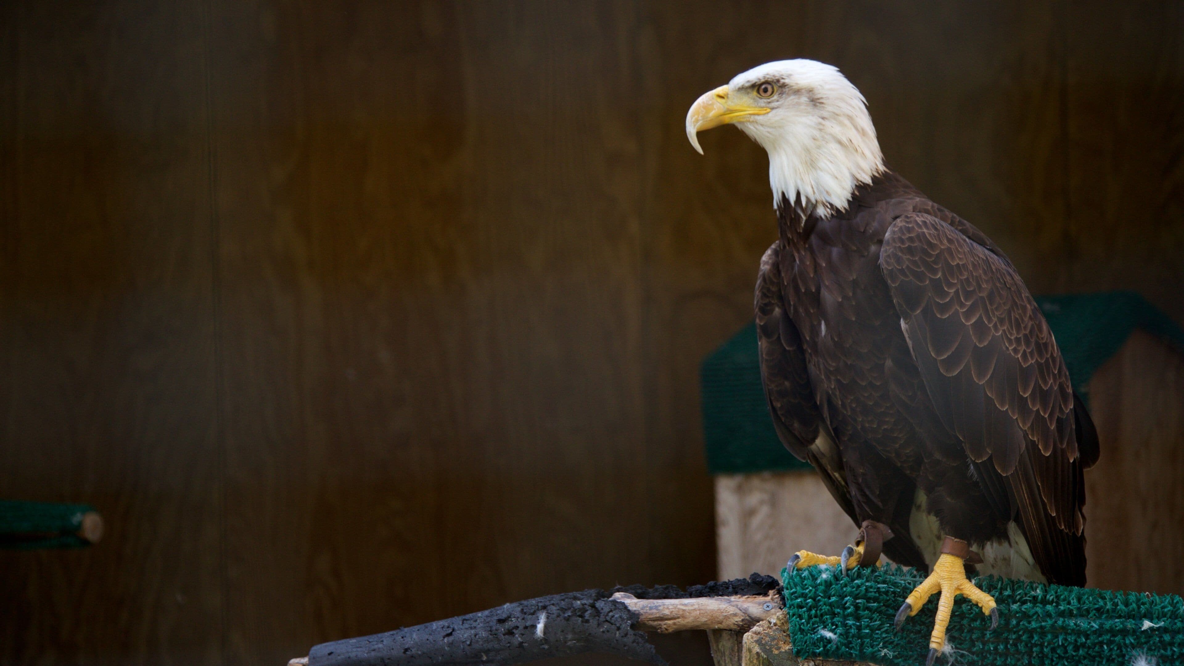 Leslie Science & Nature Center showing zoo animals and bird life