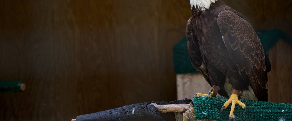 Leslie Science & Nature Center showing zoo animals and bird life