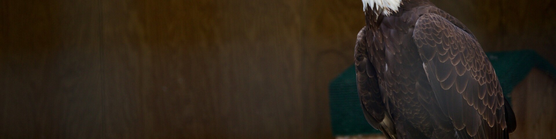 Leslie Science & Nature Center showing zoo animals and bird life