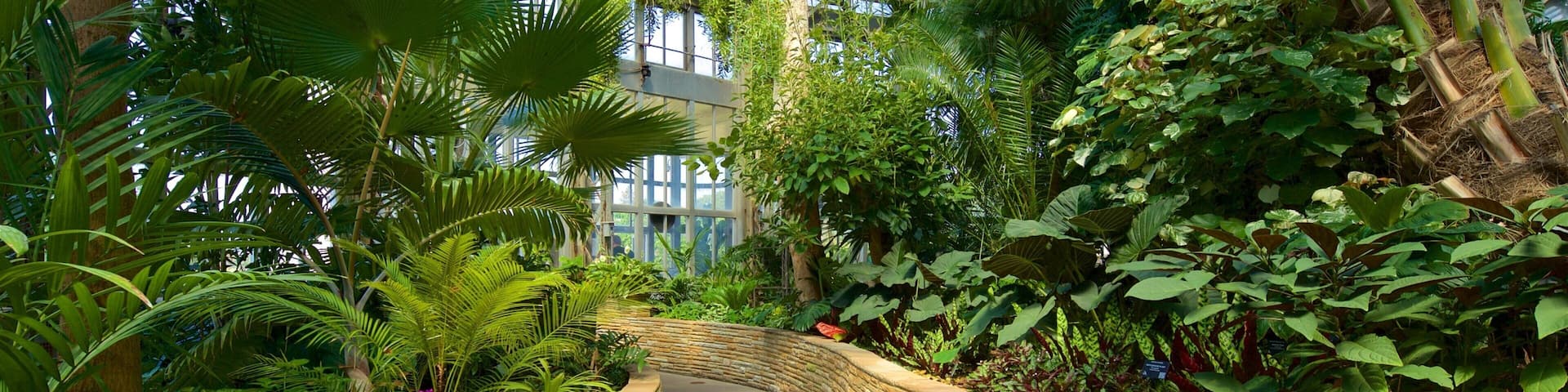 Un exuberante jardín interior con diversas plantas tropicales, un sendero de piedra y una estructura de techo de vidrio.
