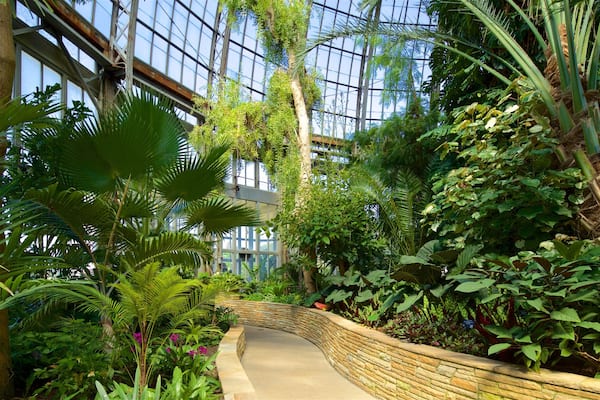 A lush indoor garden with a variety of tropical plants, a stone pathway, and a glass ceiling structure.