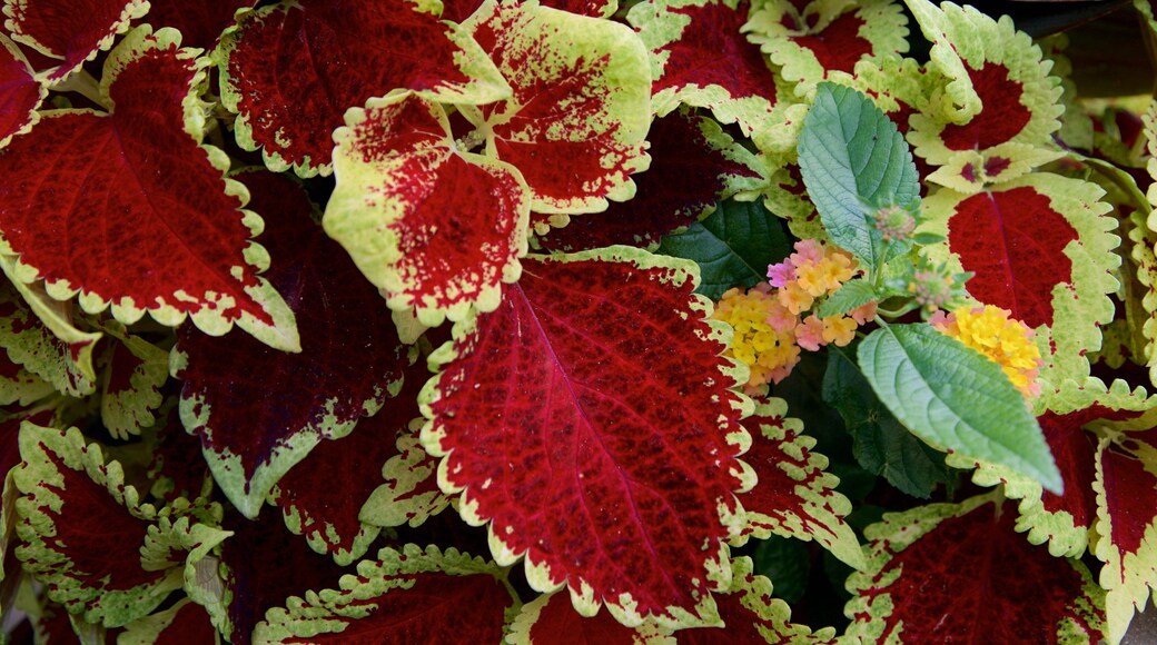 Frederik Meijer Gardens and Sculpture Park qui includes fleurs sauvages