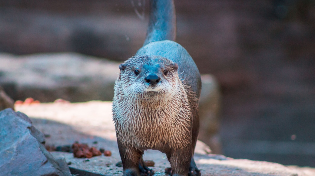 ジョン ボール動物園