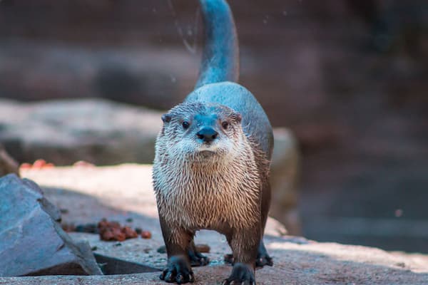 Otter shaking off water after swimming at the John Ball Zoo in Grand Rapids Michigan
