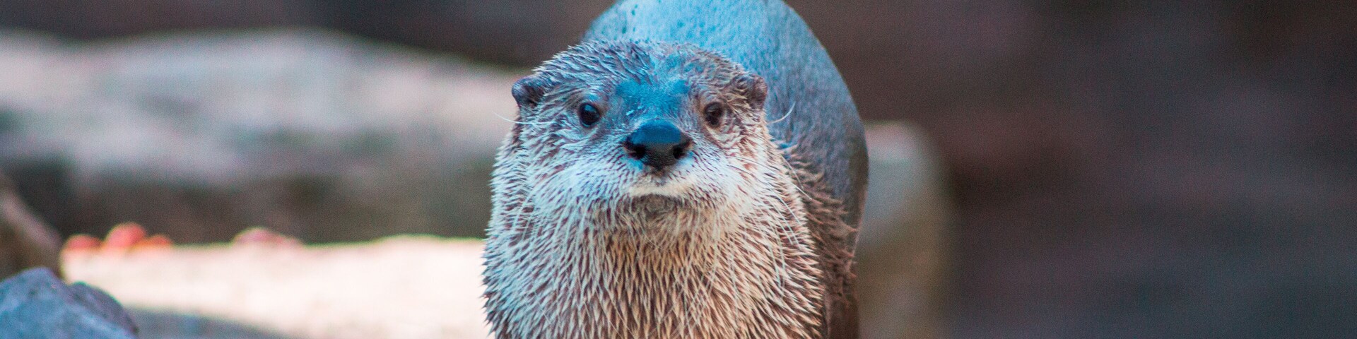Otter shaking off water after swimming at the John Ball Zoo in Grand Rapids Michigan