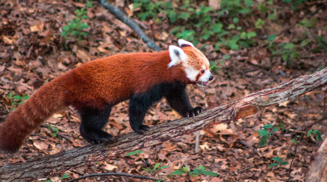 ジョン ボール動物園