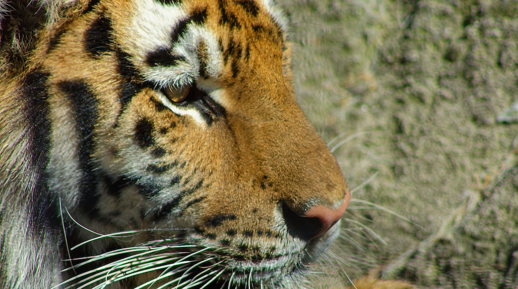 波特公園動物園