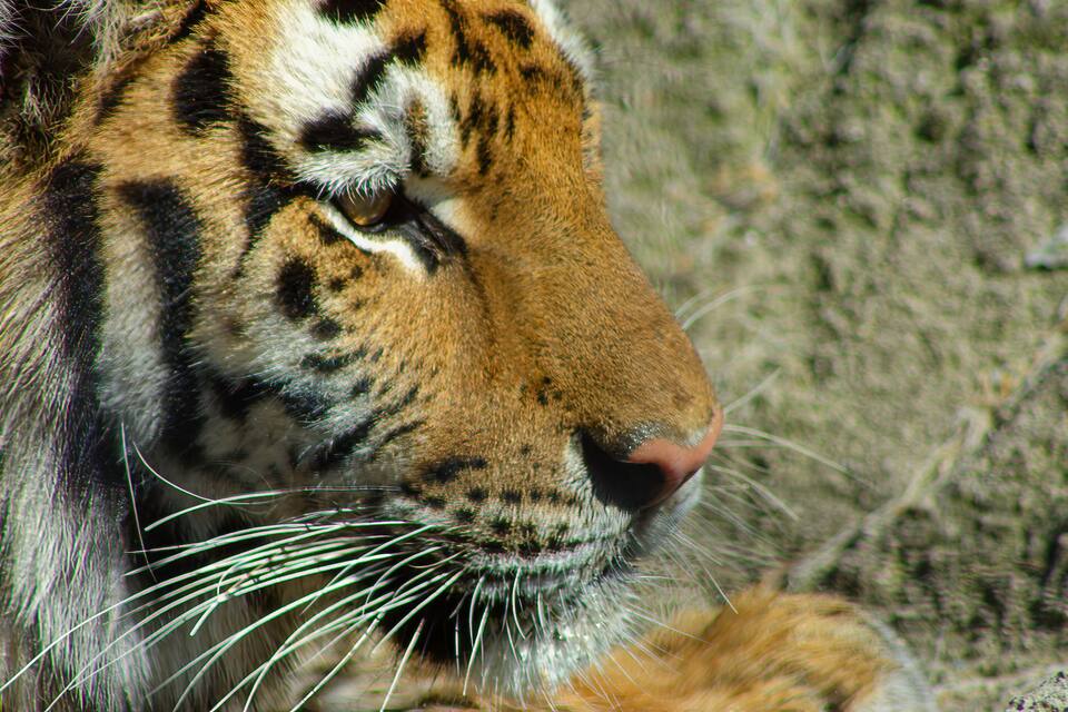 A close-up of a tiger's face with distinctive stripes and whiskers.