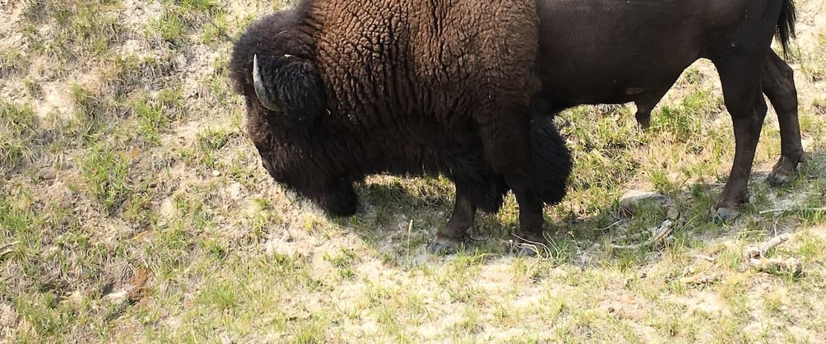 The national mammal is the American Bison can exceed seven feet tall by ten feet and weigh over 2000 pounds. The Bison herds in the Lamar Valley in Yellowstone now exceeds 2000.