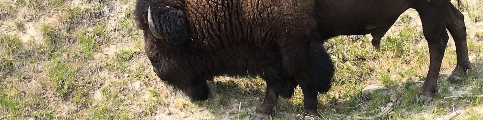 The national mammal is the American Bison can exceed seven feet tall by ten feet and weigh over 2000 pounds. The Bison herds in the Lamar Valley in Yellowstone now exceeds 2000.