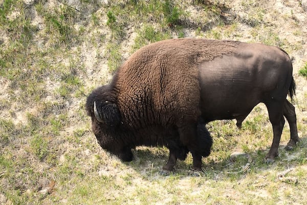 The national mammal is the American Bison can exceed seven feet tall by ten feet and weigh over 2000 pounds. The Bison herds in the Lamar Valley in Yellowstone now exceeds 2000.