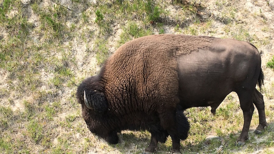 The national mammal is the American Bison can exceed seven feet tall by ten feet and weigh over 2000 pounds. The Bison herds in the Lamar Valley in Yellowstone now exceeds 2000.