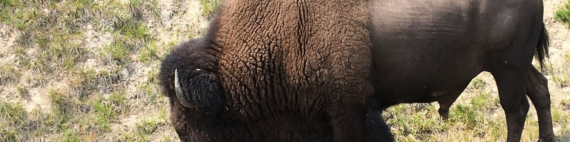 The national mammal is the American Bison can exceed seven feet tall by ten feet and weigh over 2000 pounds. The Bison herds in the Lamar Valley in Yellowstone now exceeds 2000.