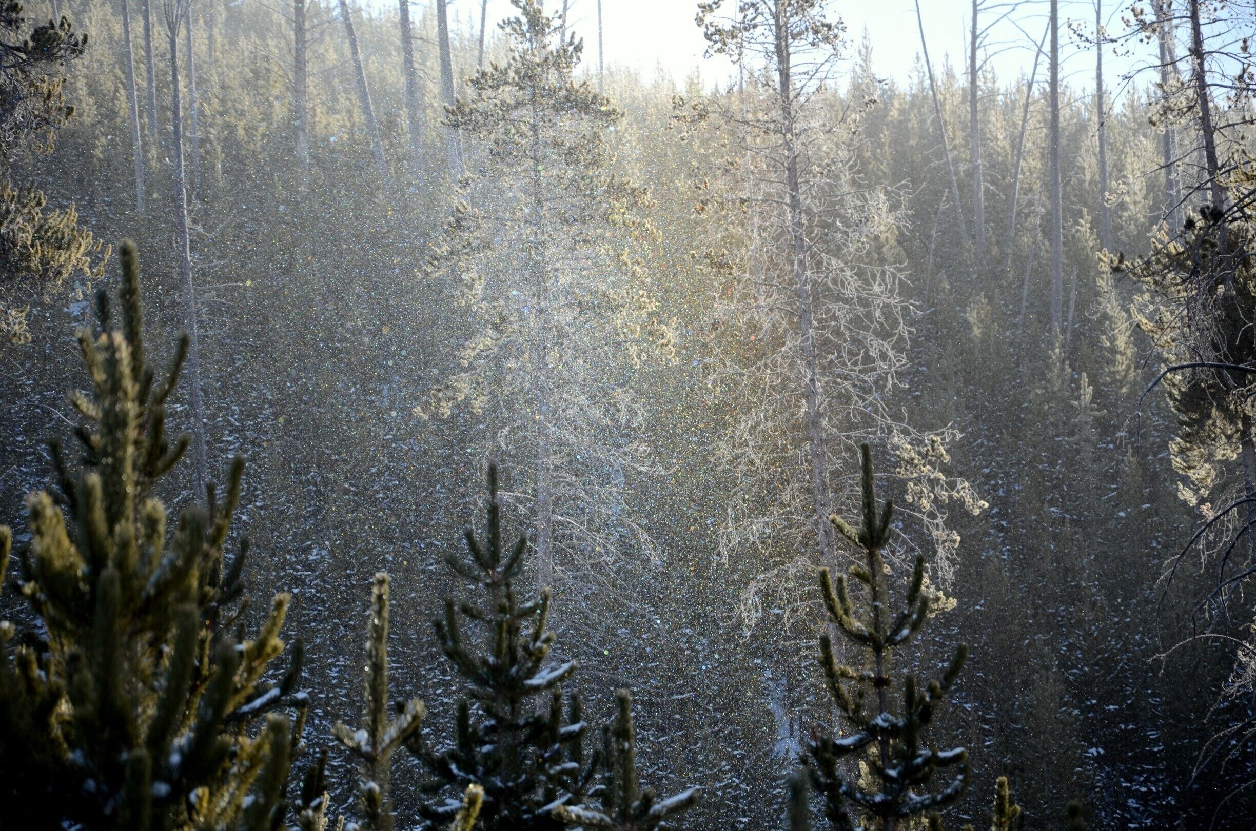 Our snow coach just broke down (loose track) and I got out to get the snow falling like crystals against the sun light.