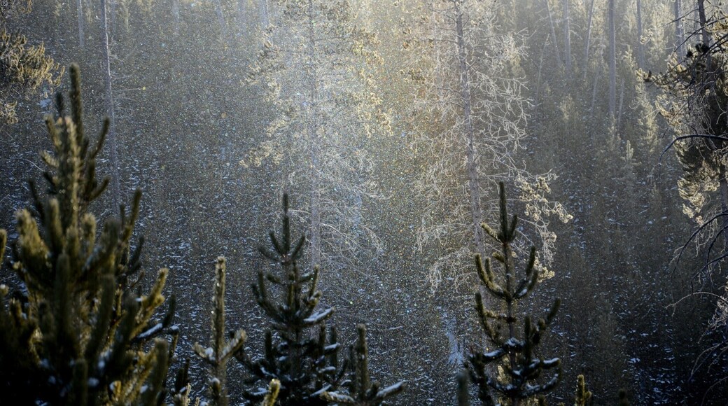 Our snow coach just broke down (loose track) and I got out to get the snow falling like crystals against the sun light.