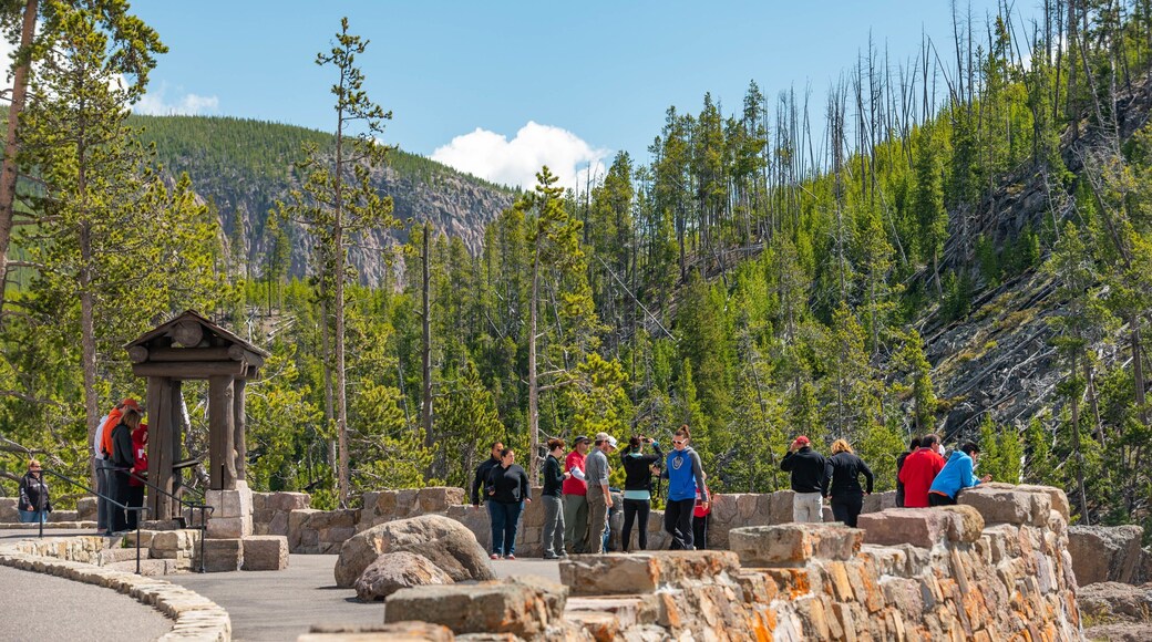 Gibbon Falls featuring tranquil scenes and views as well as a small group of people