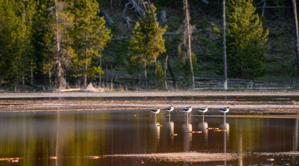Grand Prismatic Spring showing bird life and a pond