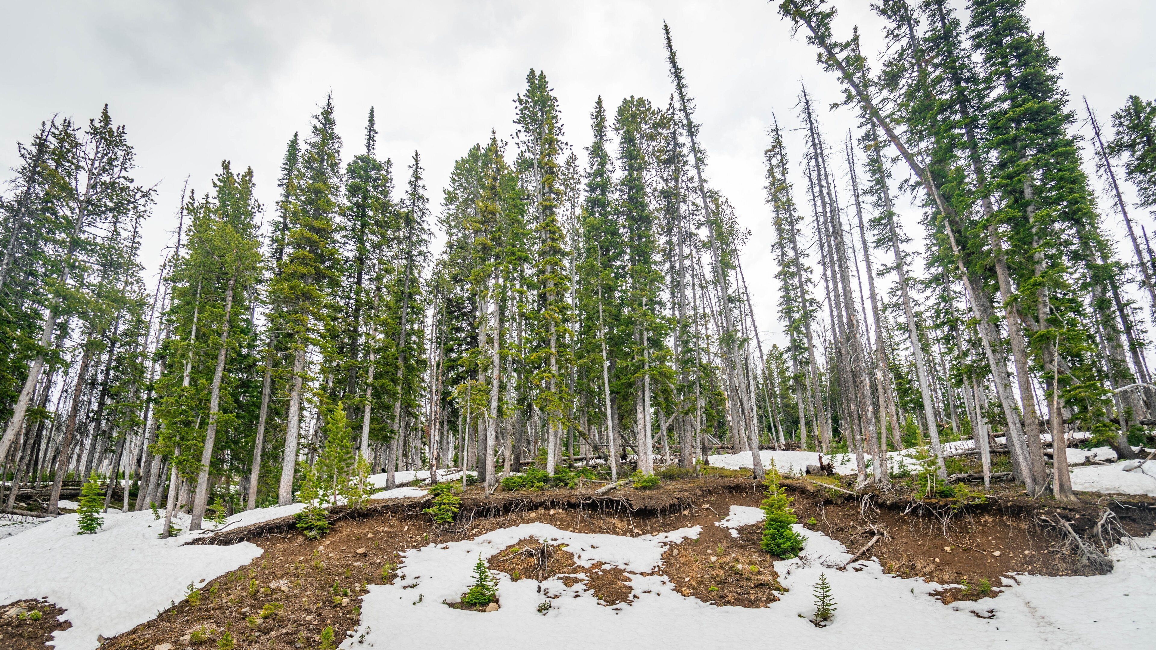 Mt. Washburn which includes forest scenes and snow
